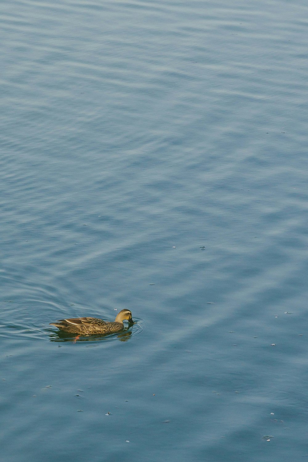 a duck floating on top of a body of water