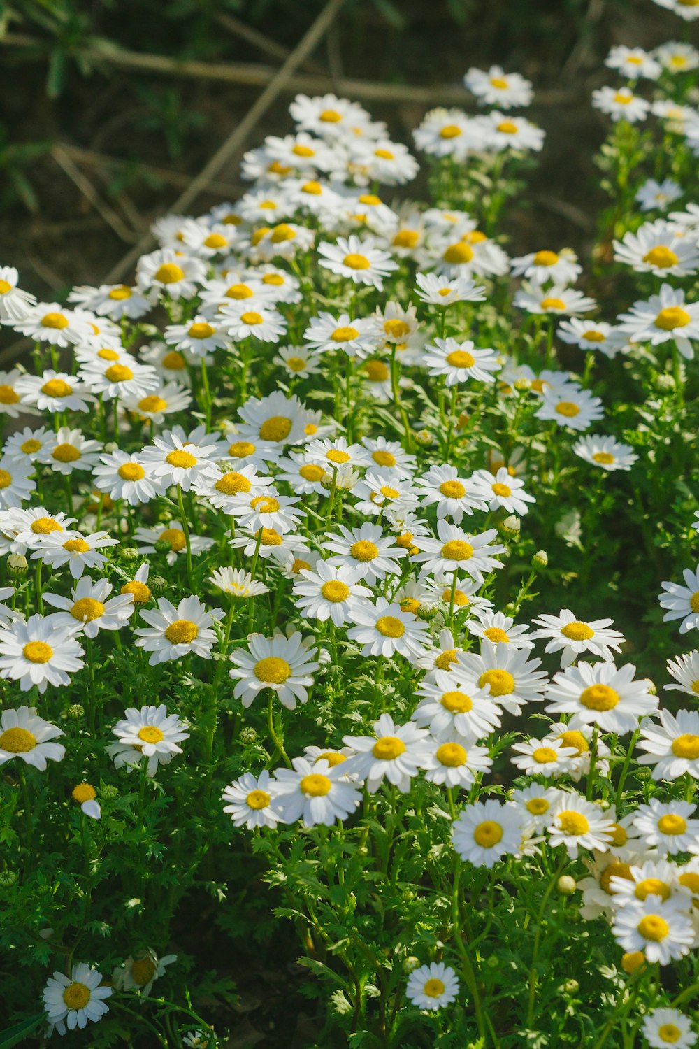 a bunch of white and yellow flowers in a field