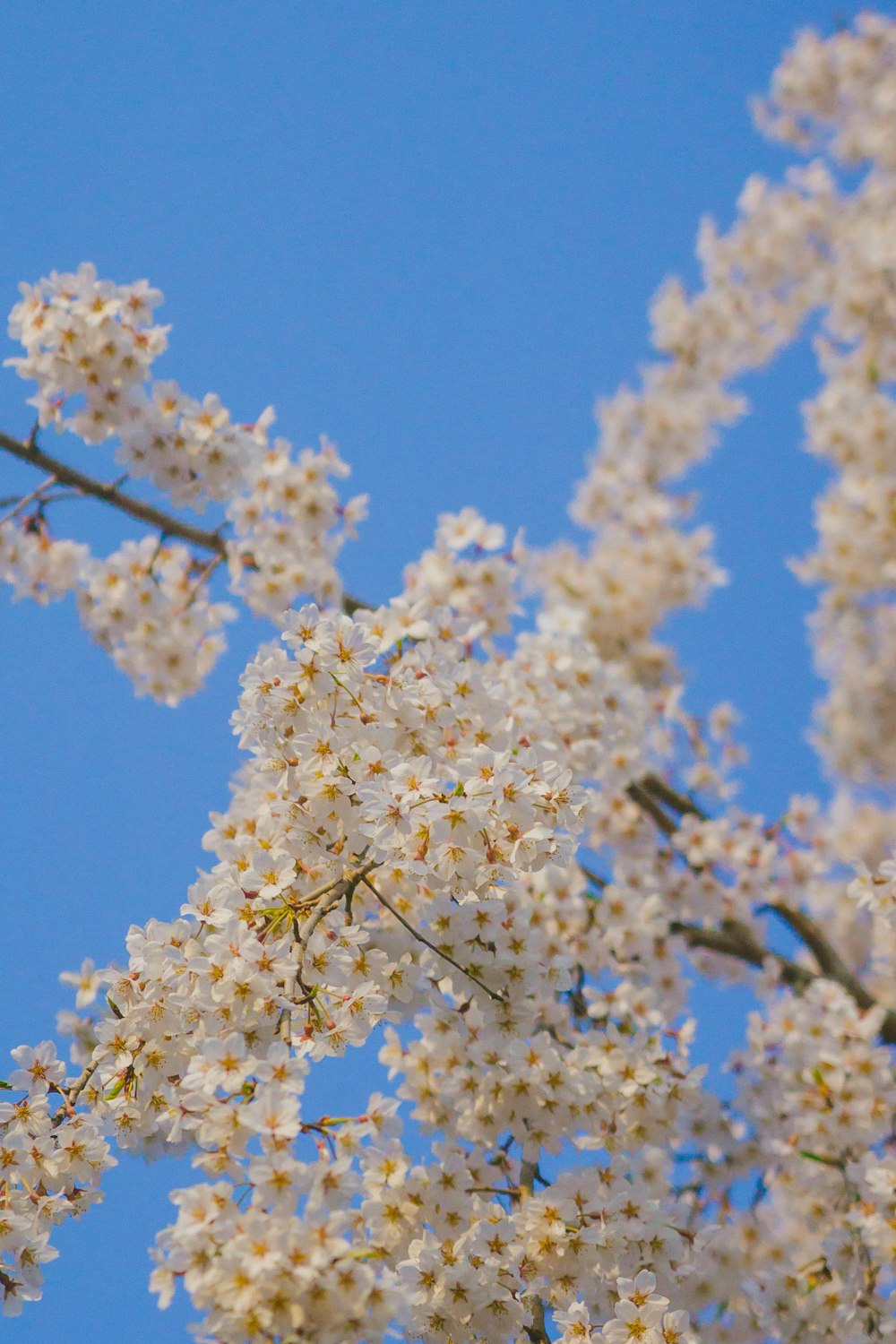 a bird sitting on a branch of a tree