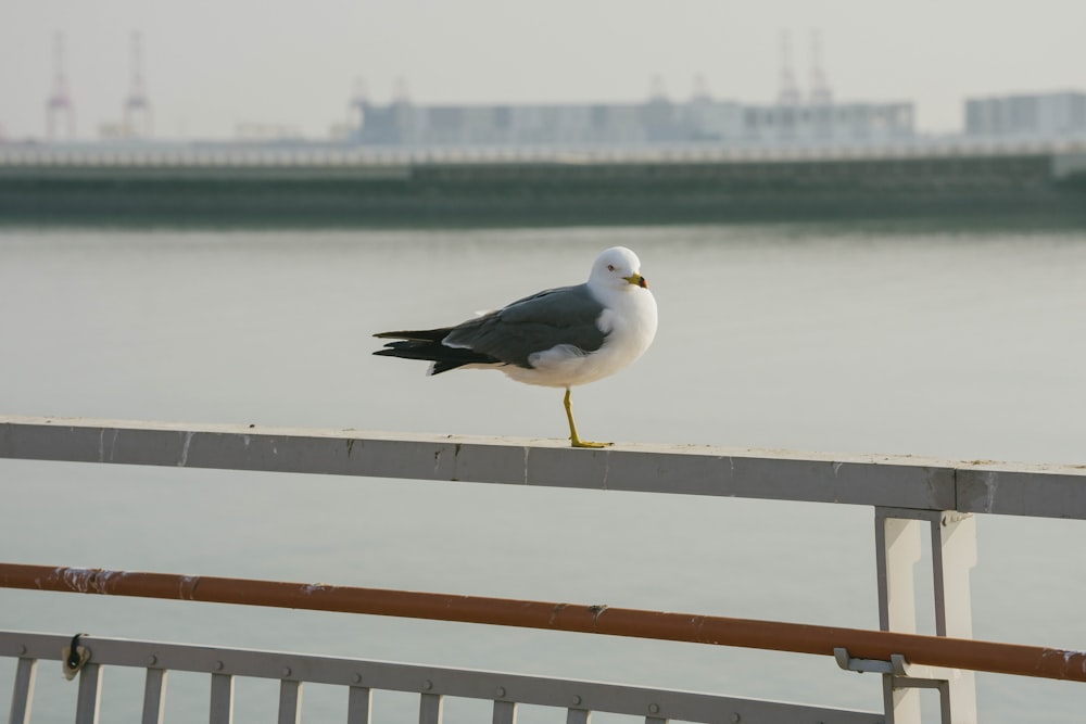 a seagull is standing on a railing by the water