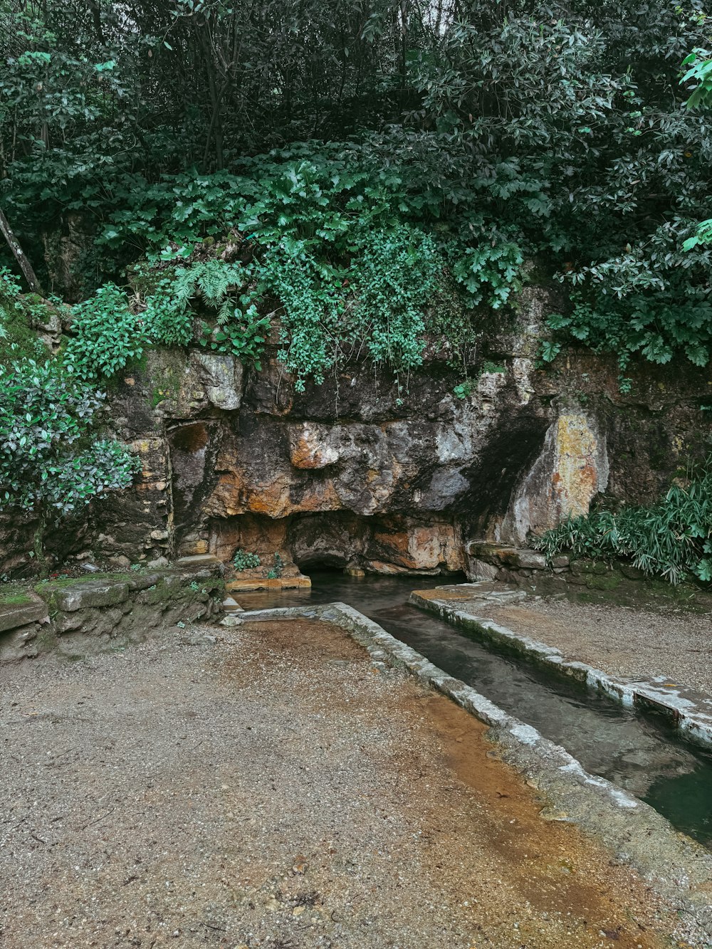 a small pool in the middle of a forest