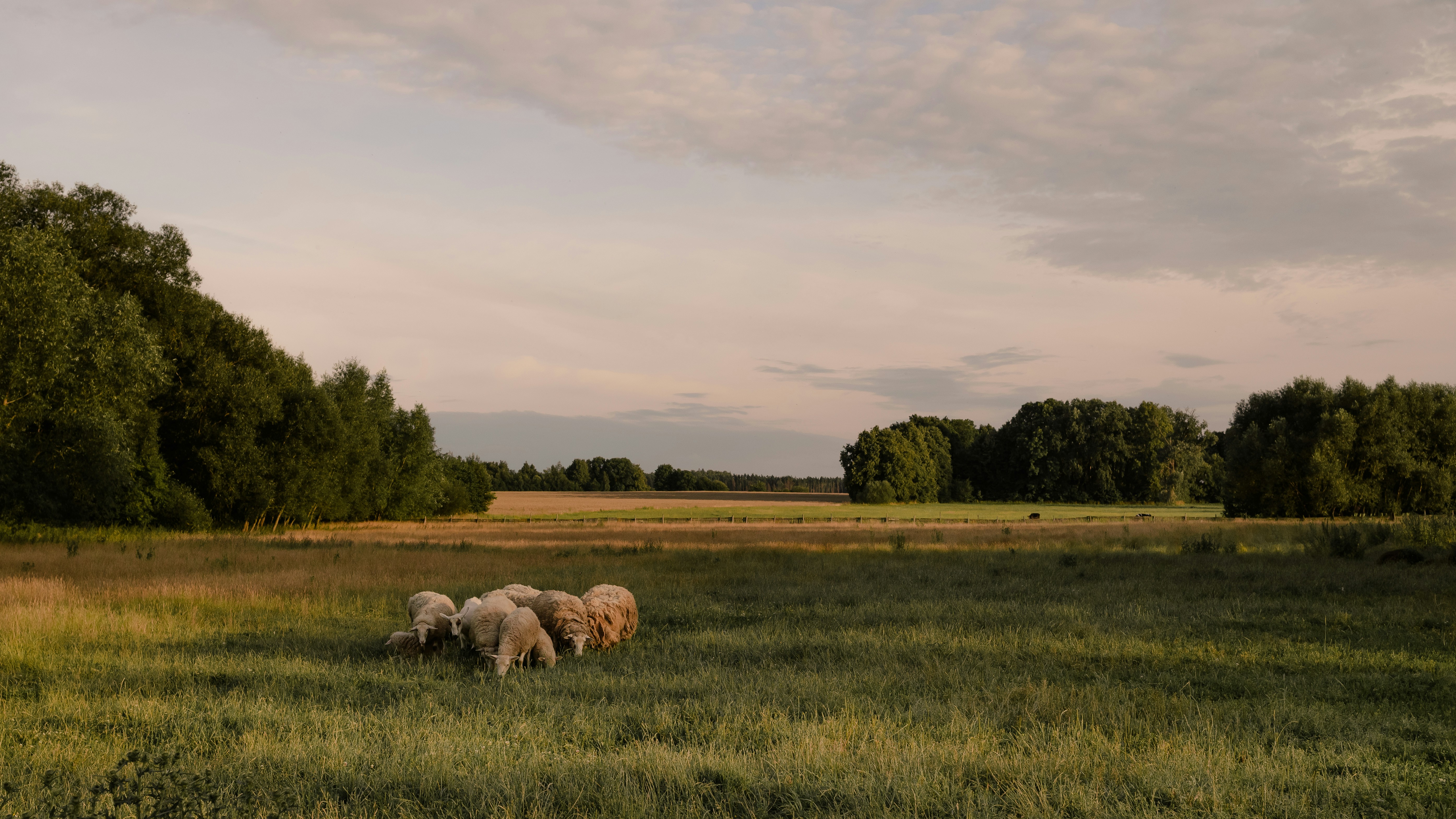 A herd of sheep grazing on a lush green field