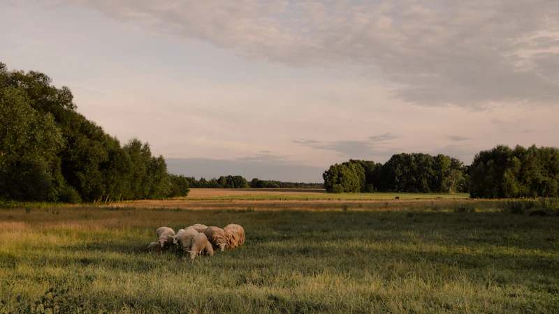 Sheep grazing in the pasture