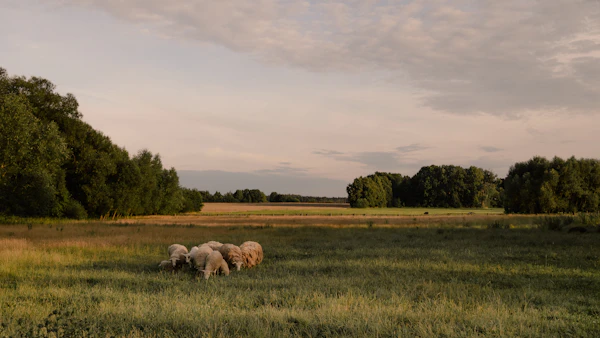 Sheep grazing in the pasture beside the orchard