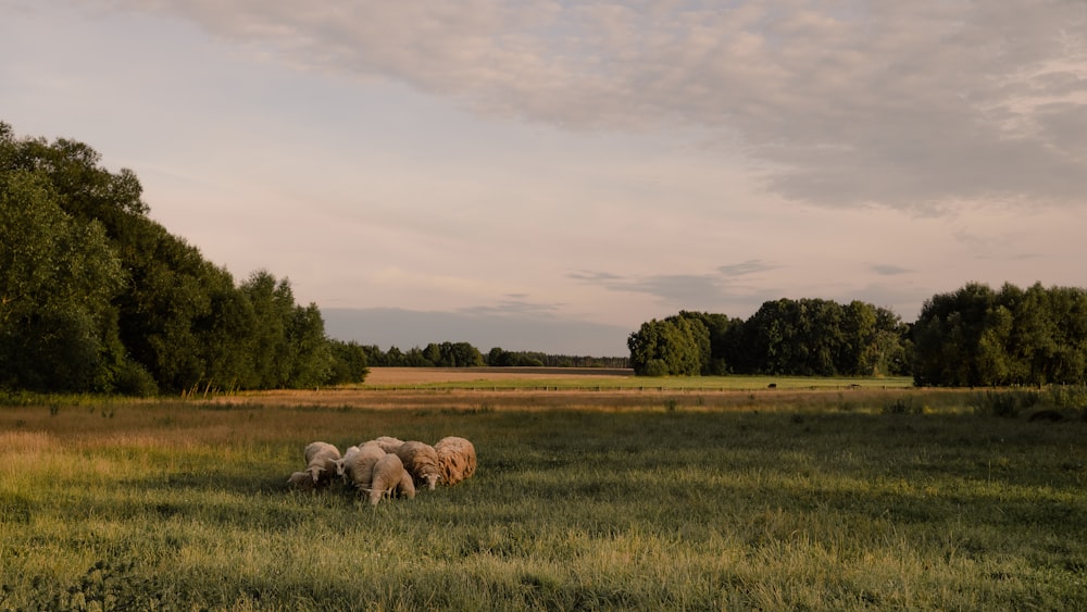 a herd of sheep grazing on a lush green field