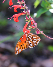 a butterfly that is sitting on a flower
