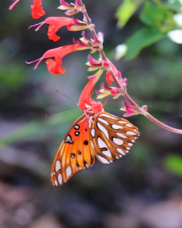 a butterfly that is sitting on a flower