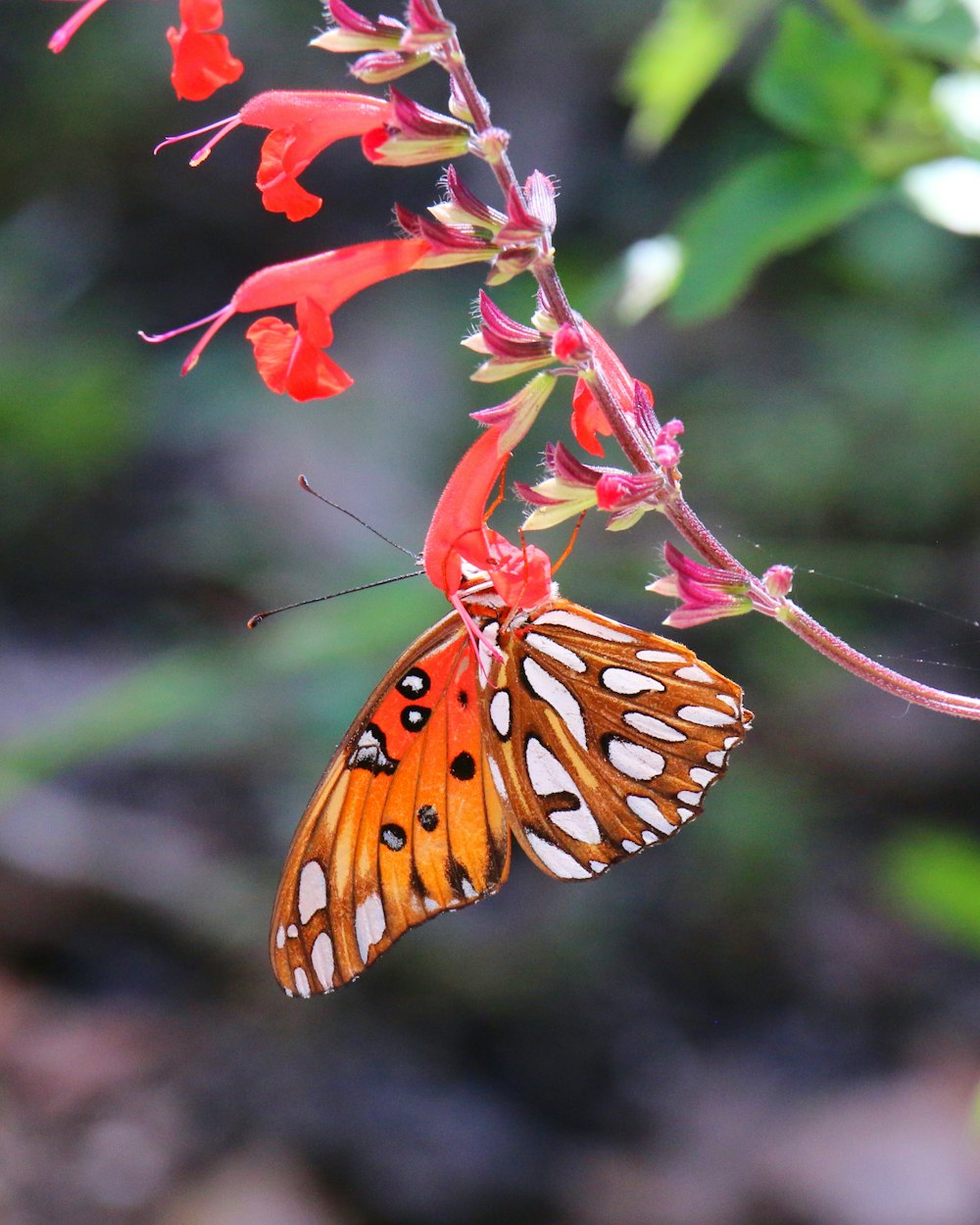 a butterfly that is sitting on a flower