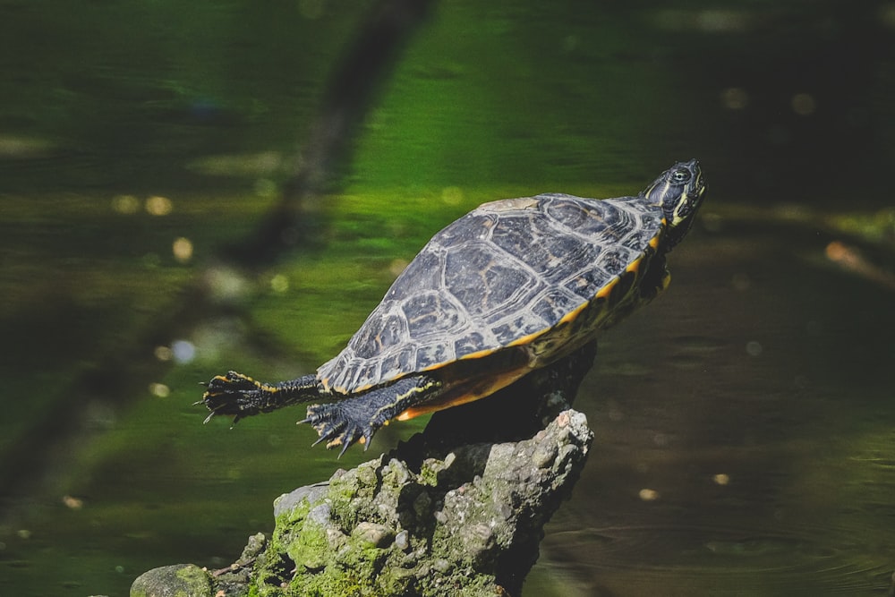 a turtle is sitting on a rock in the water