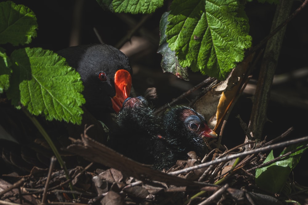 a black bird with a red beak is sitting in a nest