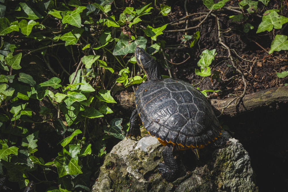 a turtle sitting on top of a rock in the grass