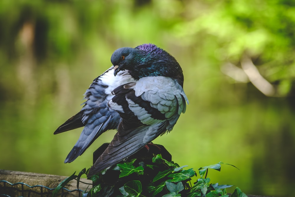 a black and white bird sitting on a branch