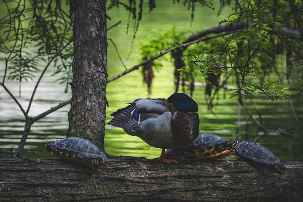a couple of ducks sitting on top of a log