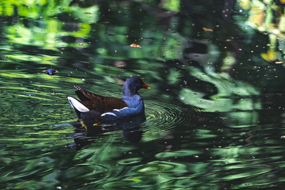 a duck floating on top of a body of water