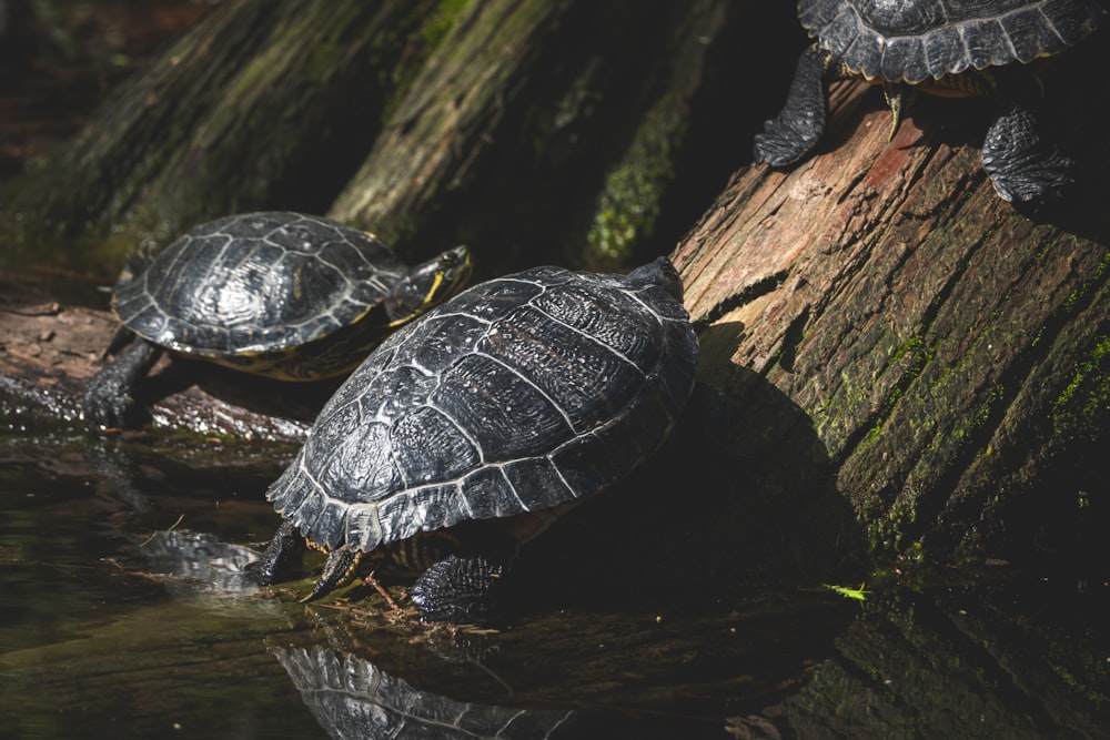 two turtles are sitting on a log in the water