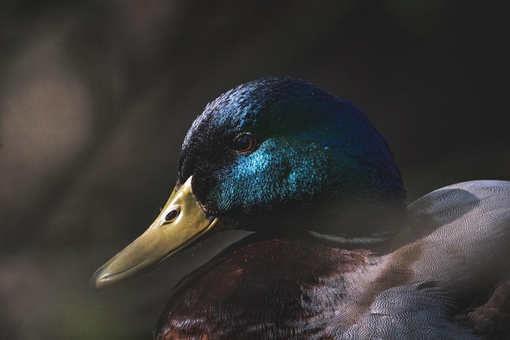 a close up of a duck with a blurry background