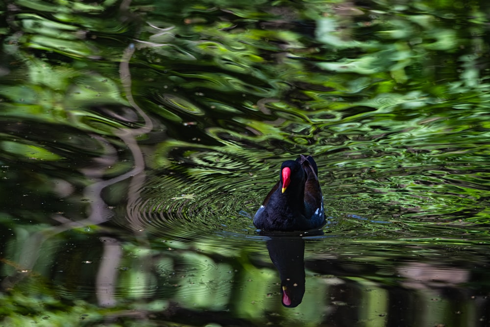 a black bird floating on top of a body of water