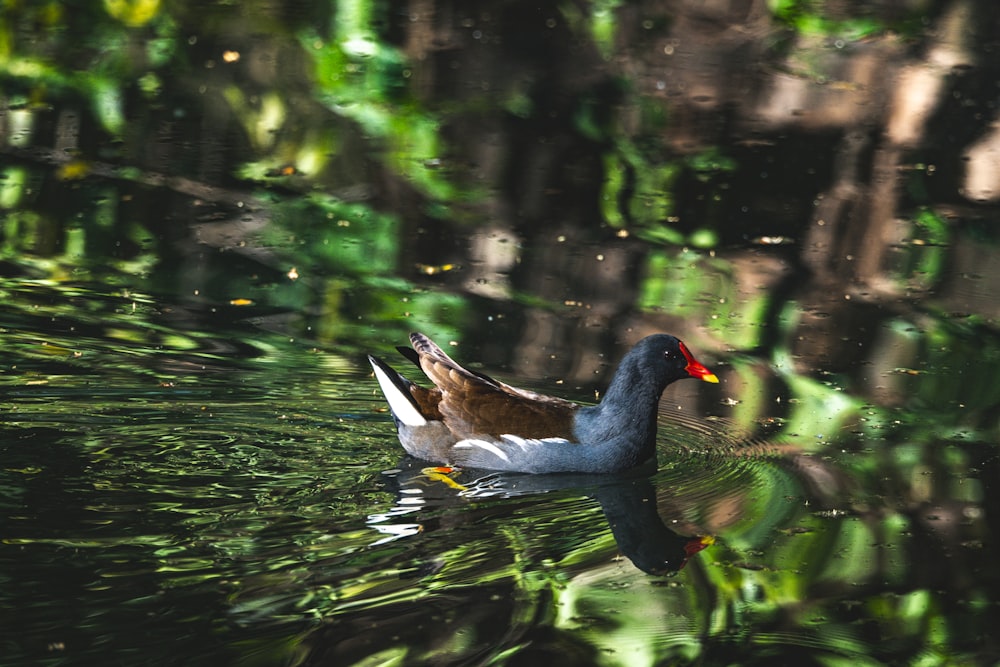 a duck floating on top of a body of water