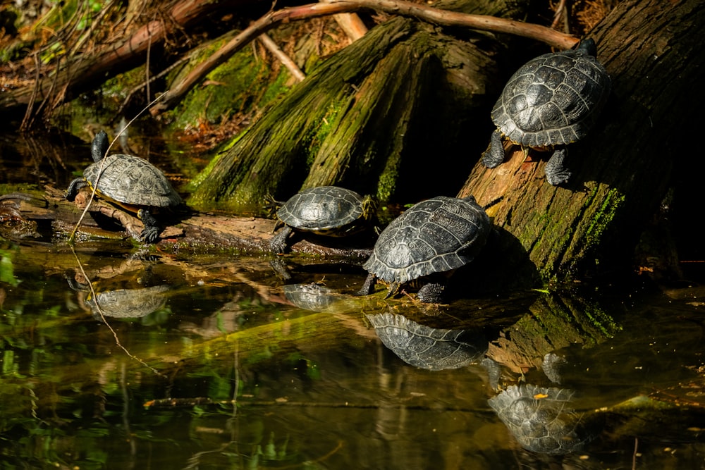 a group of turtles sitting on top of a log in the water