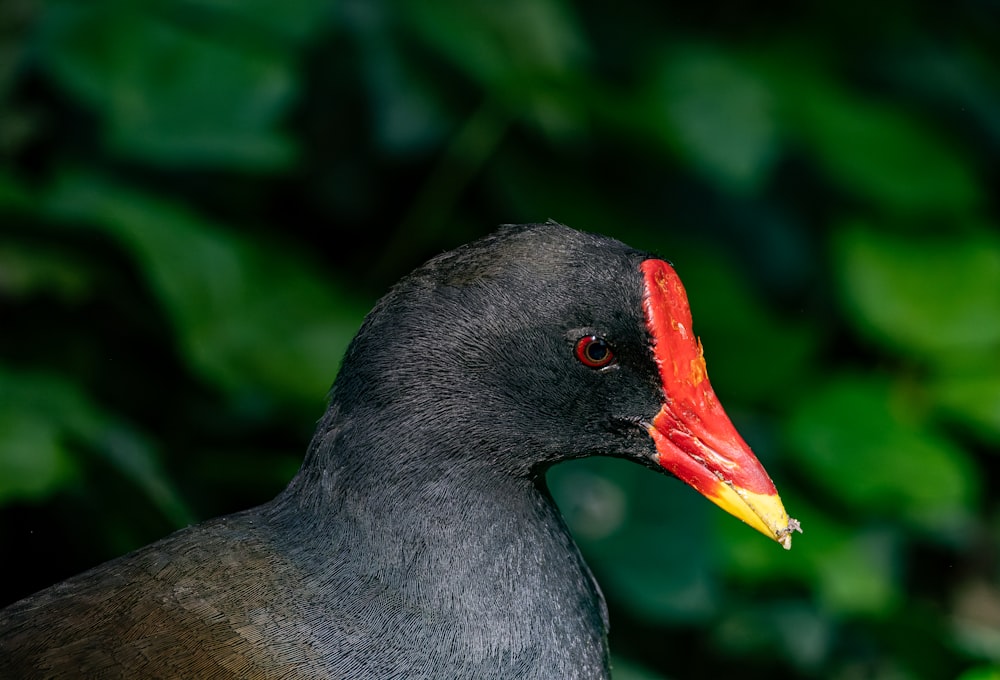 a close up of a bird with a red beak