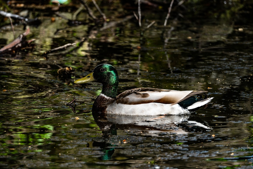 a duck floating on top of a body of water