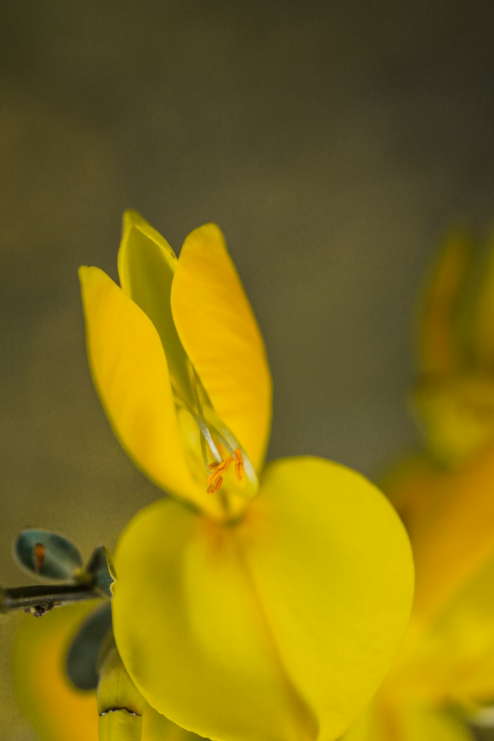 a close up of a yellow flower with a blurry background