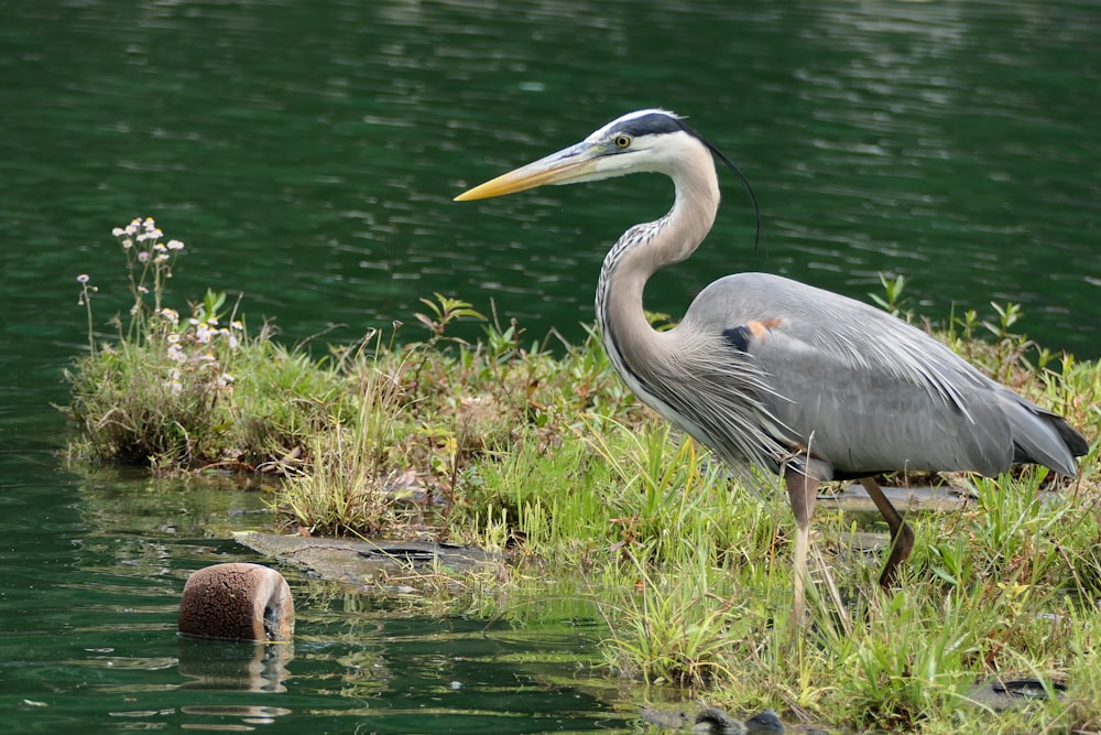 a large bird standing on top of a body of water