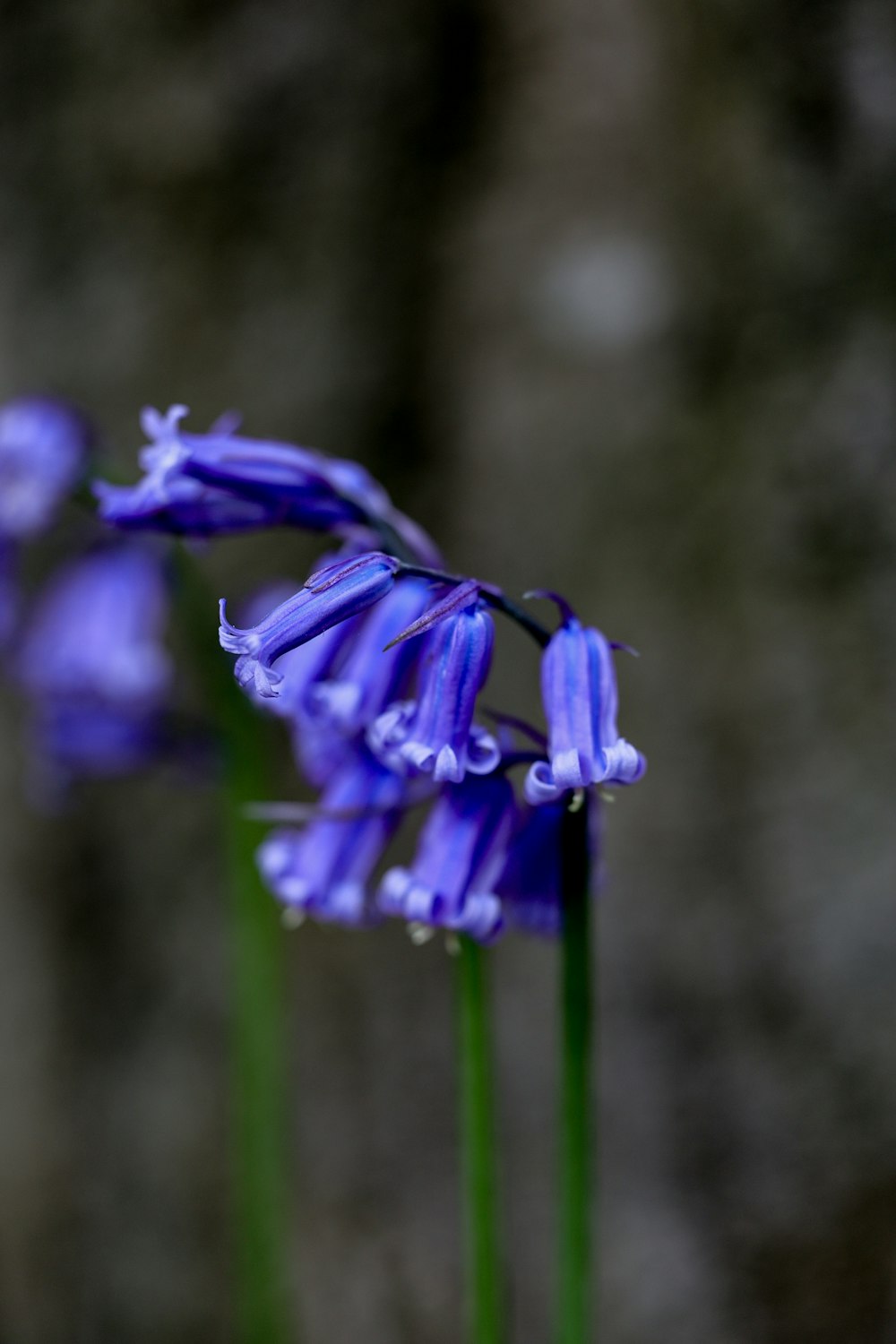 a close up of a purple flower with a blurry background