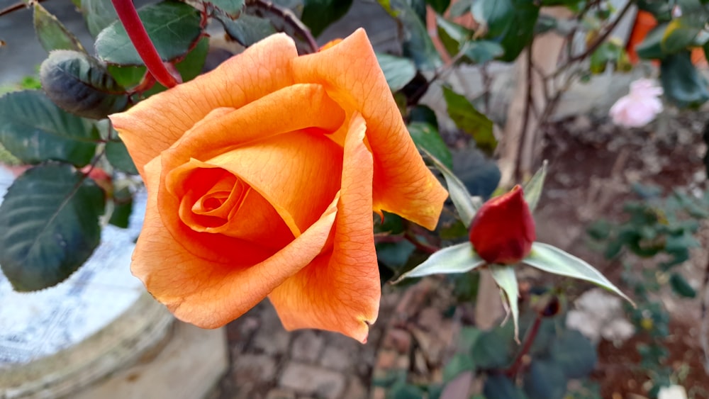 Nahaufnahme einer einzelnen orangefarbenen Rose