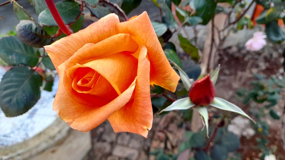 a close up of a single orange rose