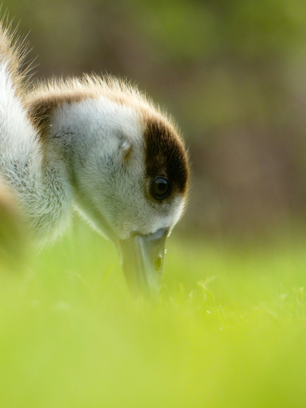 a close up of a small animal in the grass