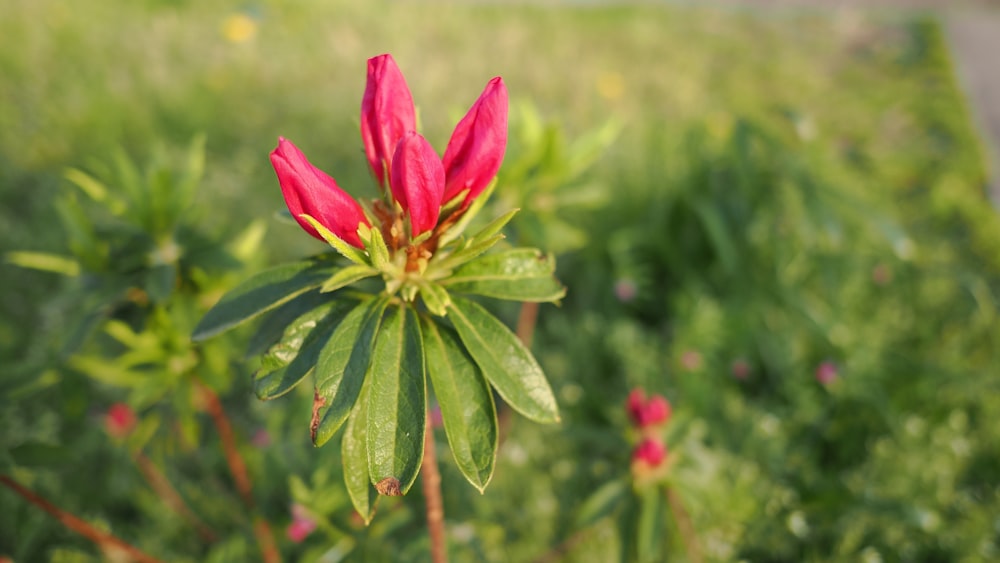 a red flower with green leaves in a field
