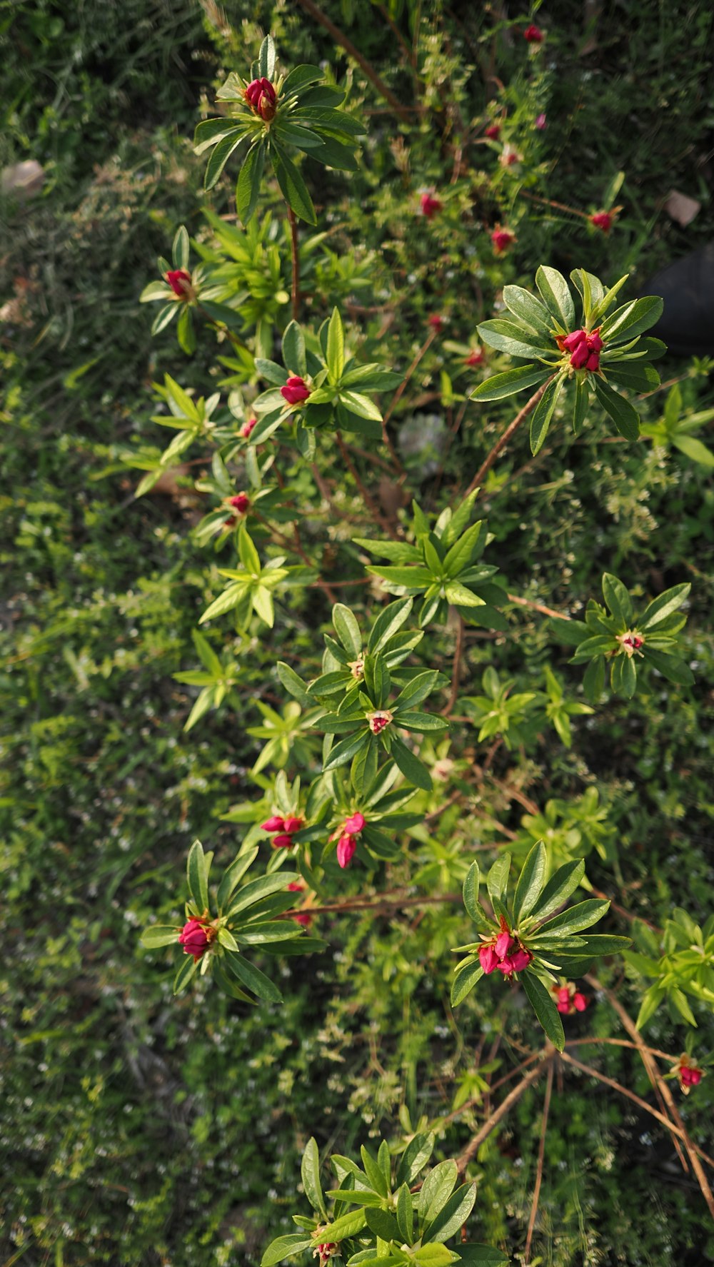 a bush with red flowers and green leaves