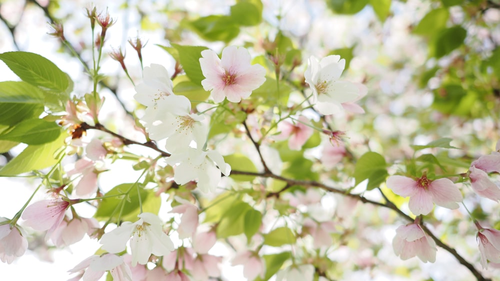 a tree with lots of white and pink flowers