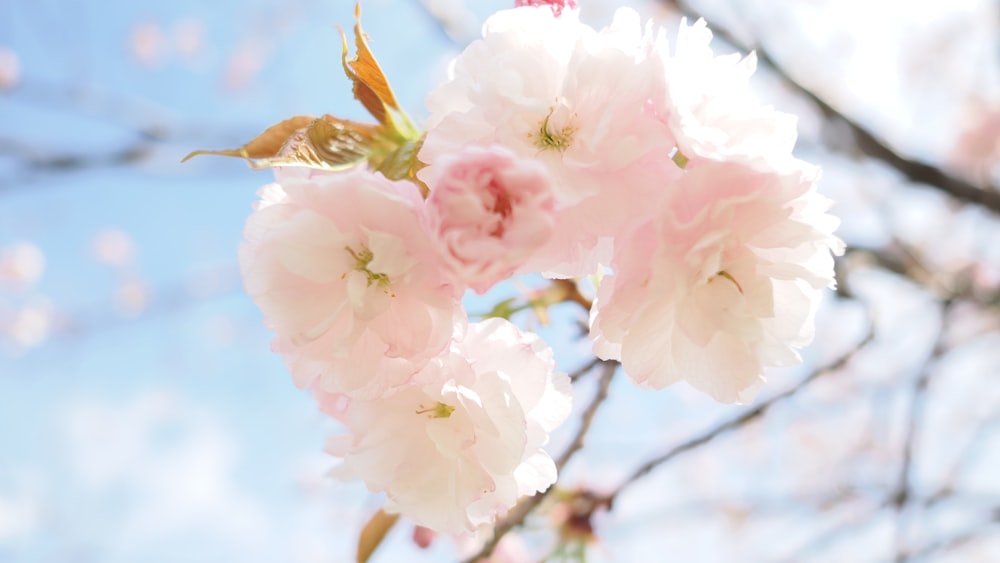 a branch of a tree with pink flowers