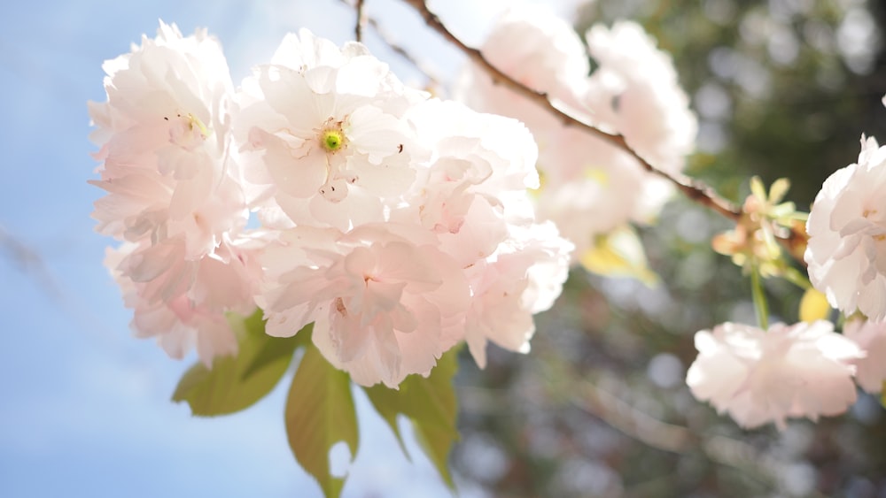 a bunch of flowers that are on a tree