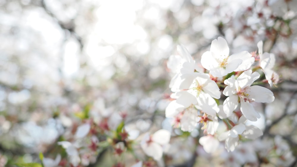 a bunch of white flowers on a tree