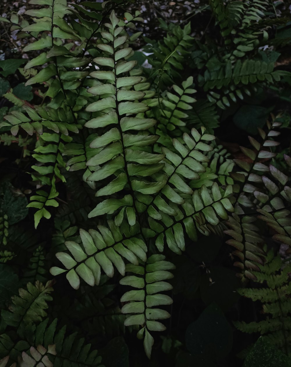 a close up of a plant with lots of leaves