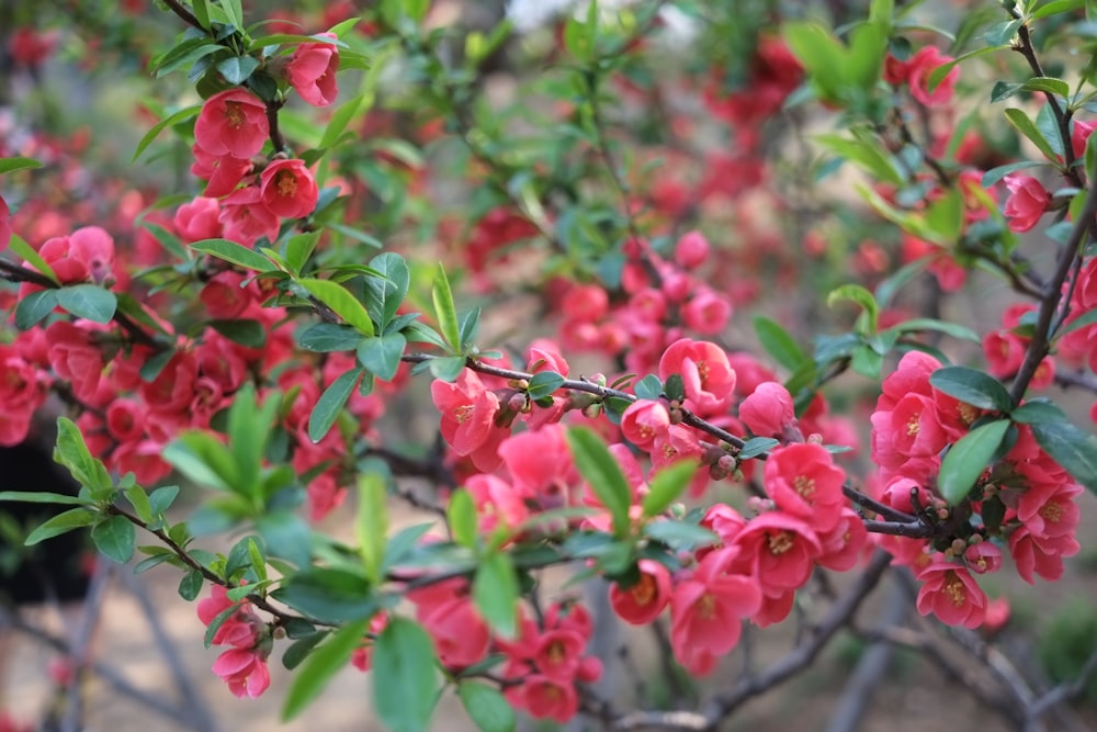 a bush with red flowers and green leaves