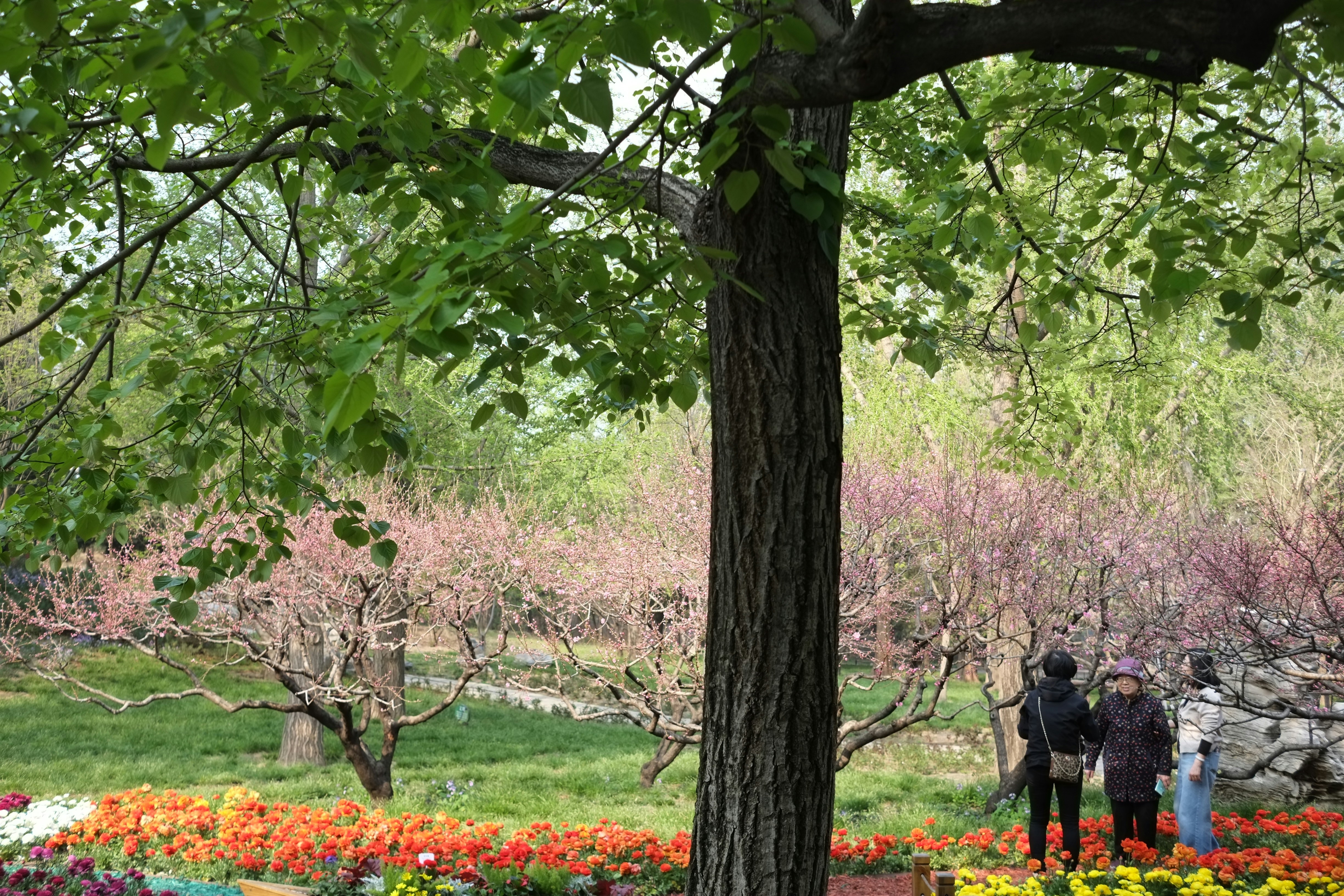 a group of people standing under a tree in a park