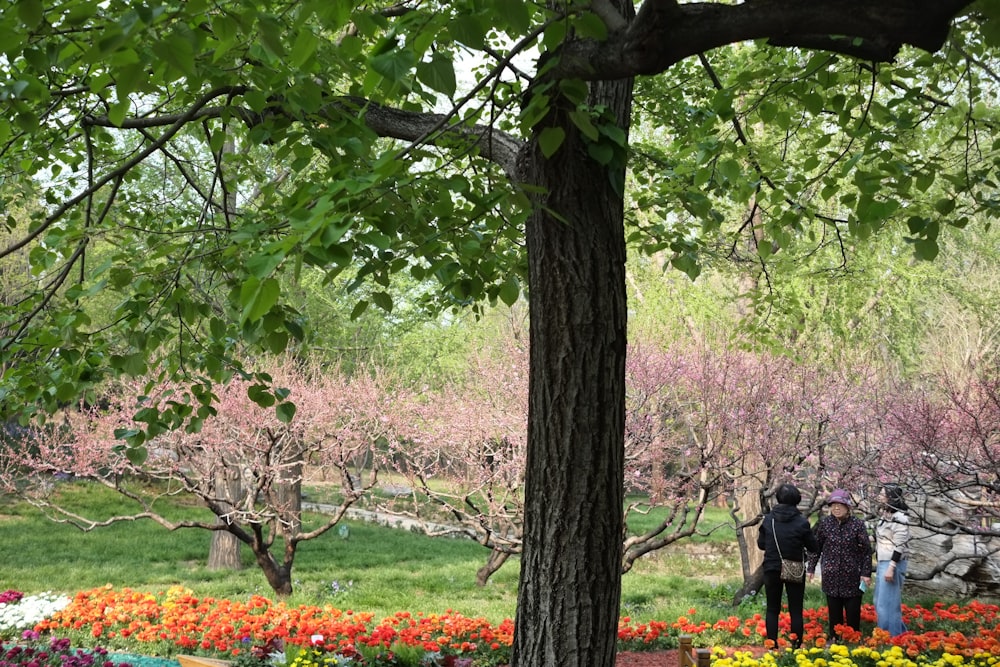 a group of people standing under a tree in a park