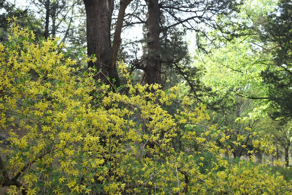 a yellow bush in the middle of a forest