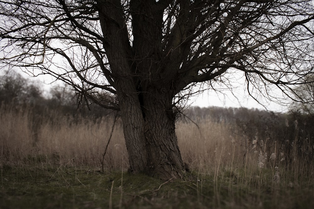 a bare tree in a field with no leaves