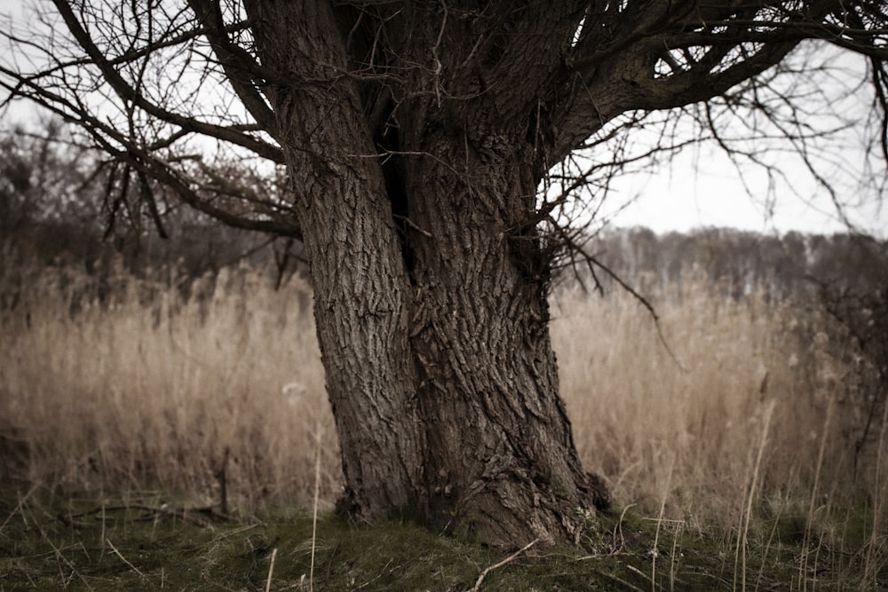 a large tree in a field with tall grass