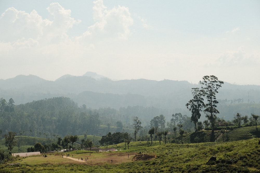 a lush green hillside covered in lots of trees