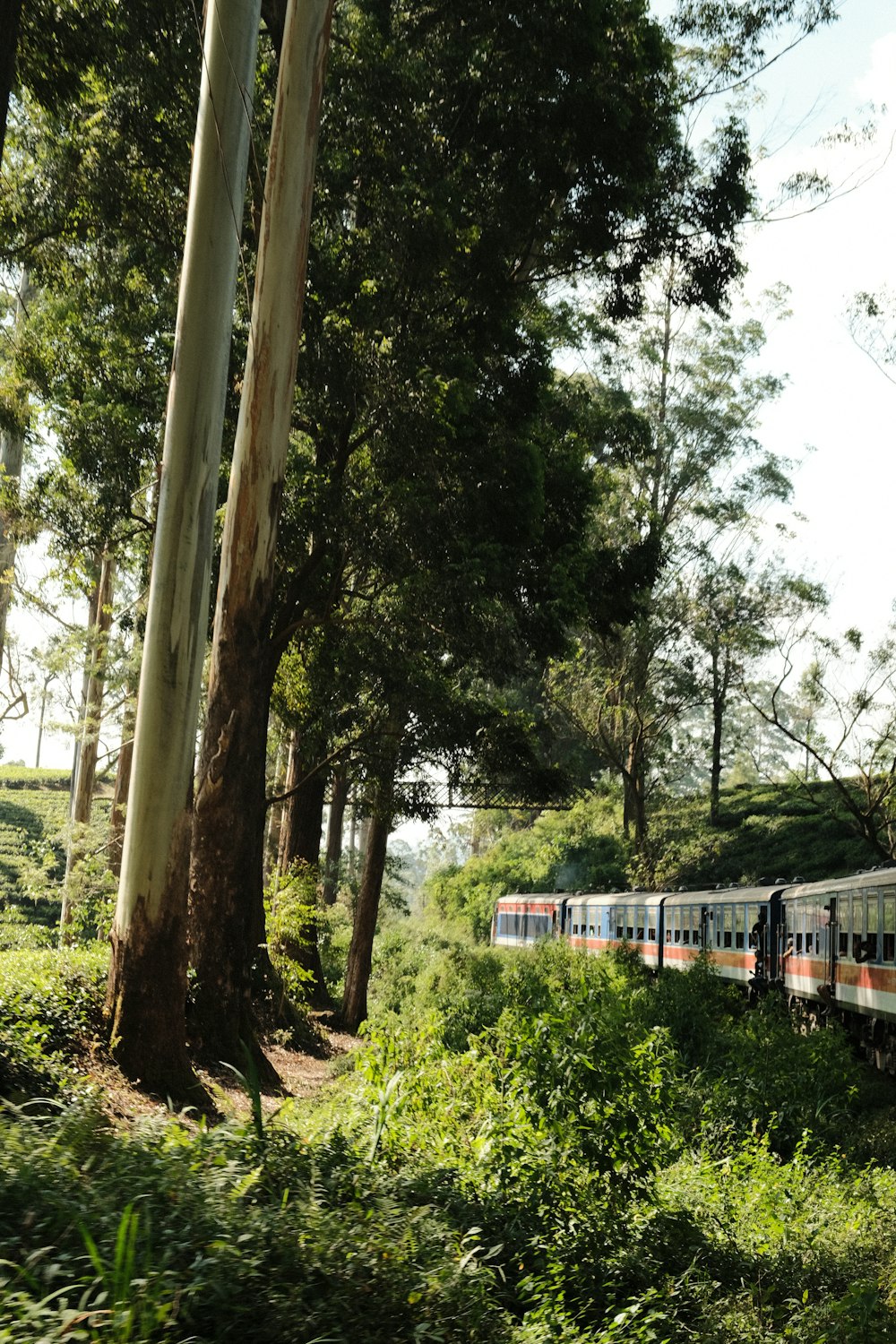 a train traveling through a lush green forest