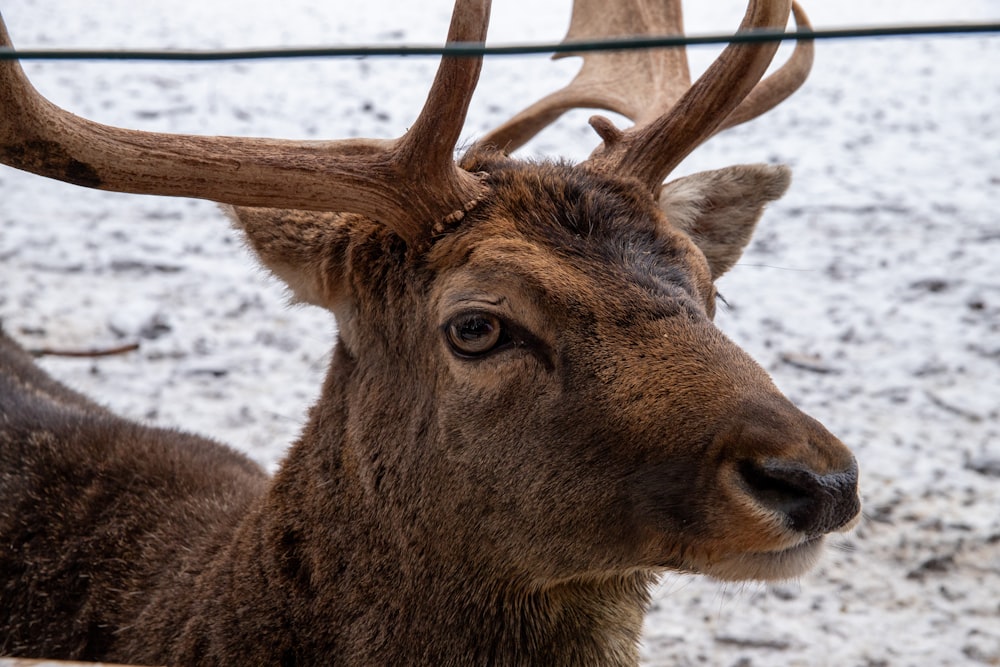 a close up of a deer with antlers on it's head