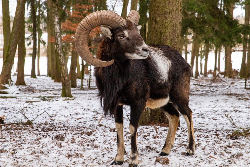 a ram with large horns standing in the snow