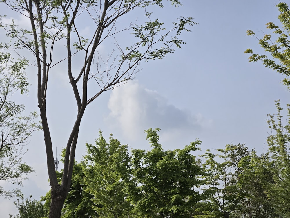 a tree with no leaves and a sky in the background