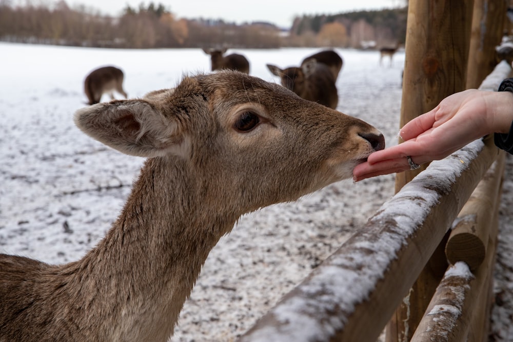 uma pessoa alimentando um cervo em um dia de neve